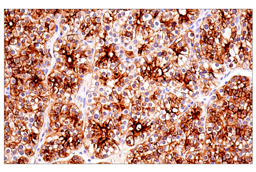 Immunohistochemistry Image 3: CHGA (5H7) Mouse mAb