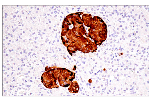 Immunohistochemistry Image 4: CHGA (5H7) Mouse mAb
