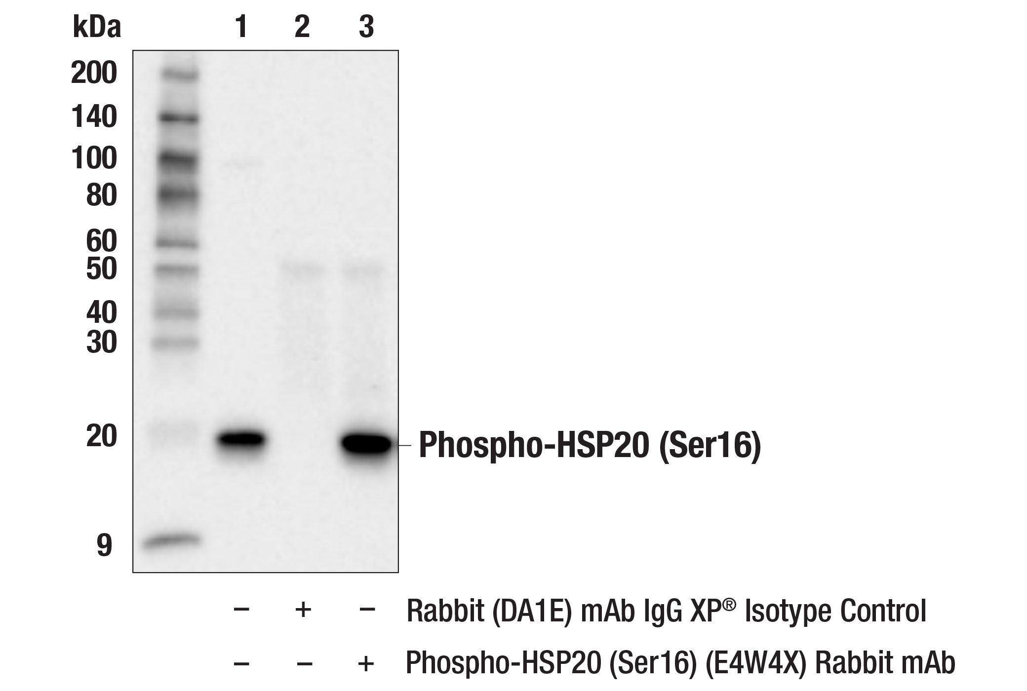 Immunoprecipitation Image 1: Phospho-HSP20 (Ser16) (E4W4X) Rabbit mAb