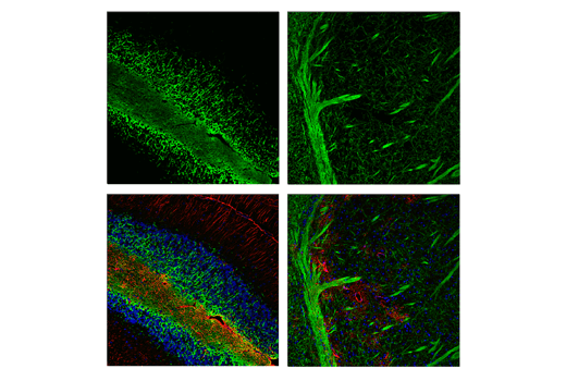 Immunofluorescence Image 1: PLP1 (E9V1N) Rabbit mAb (BSA and Azide Free)