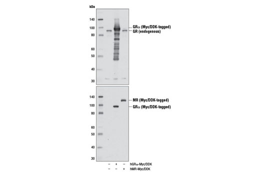 Western Blotting Image 1: Glucocorticoid Receptor (D8H2) XP® Rabbit mAb
