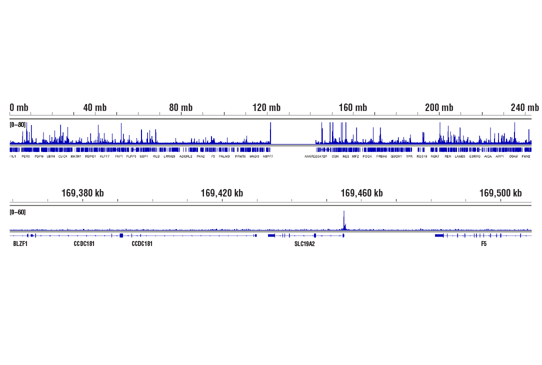 Chromatin Immunoprecipitation Image 2: Glucocorticoid Receptor (D8H2) XP® Rabbit mAb