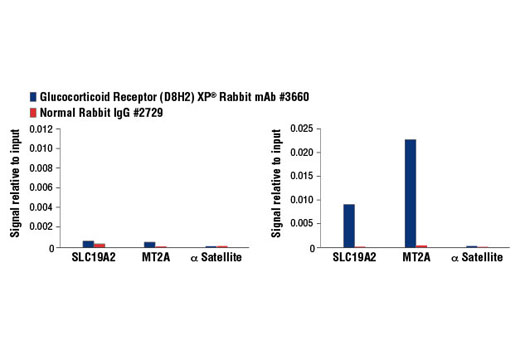 Chromatin Immunoprecipitation Image 3: Glucocorticoid Receptor (D8H2) XP® Rabbit mAb