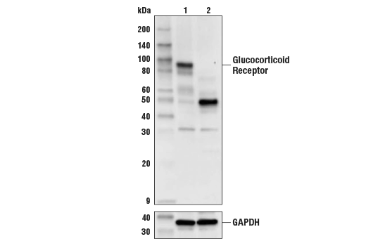 Western Blotting Image 3: Glucocorticoid Receptor (D8H2) XP® Rabbit mAb