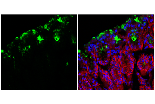 Immunofluorescence Image 1: MUC5AC (E9V1O) XP® Rabbit mAb