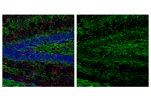 Immunofluorescence Image 1: MOG (D5B4C) Rabbit mAb (BSA and Azide Free)