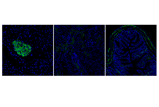Immunofluorescence Image 3: MOG (D5B4C) Rabbit mAb (BSA and Azide Free)