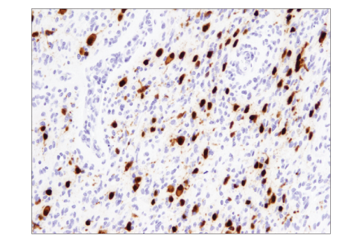 Immunohistochemistry Image 1: NeuN (D4G4O) XP® Rabbit mAb (BSA and Azide Free)