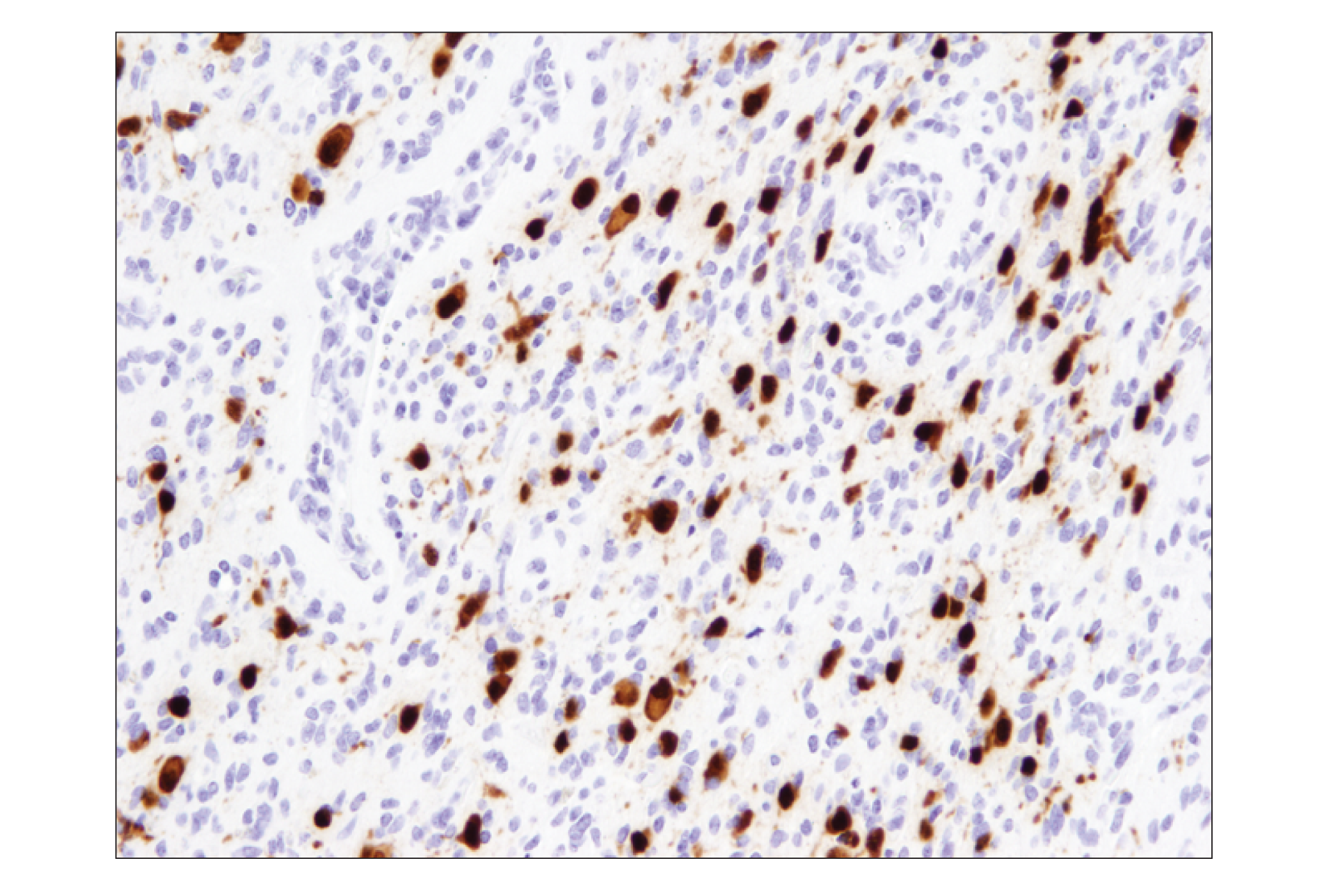 Immunohistochemistry Image 4: NeuN (D4G4O) XP® Rabbit mAb (BSA and Azide Free)