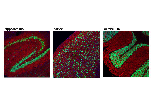 Immunofluorescence Image 1: NeuN (D4G4O) XP® Rabbit mAb (BSA and Azide Free)