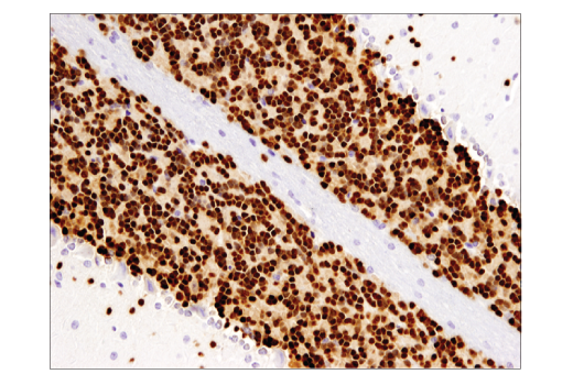 Immunohistochemistry Image 2: NeuN (D4G4O) XP® Rabbit mAb (BSA and Azide Free)