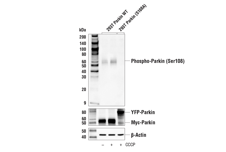 Western Blotting Image 1: Phospho-Parkin (Ser108) Antibody