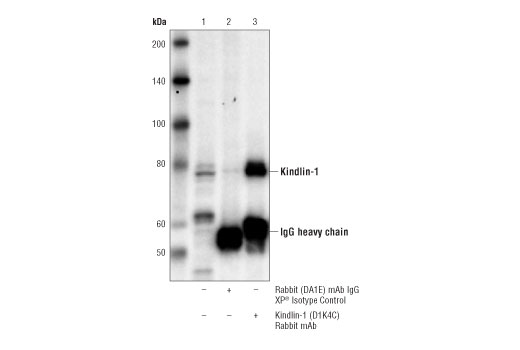 Immunoprecipitation Image 1: Kindlin-1 (D1K4C) Rabbit mAb
