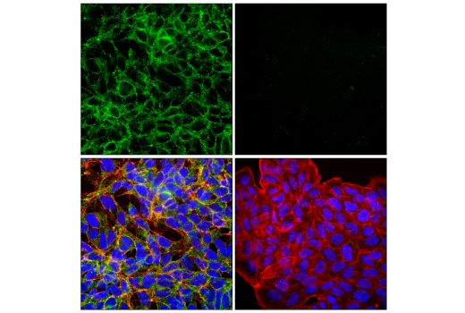 Immunofluorescence Image 1: MCT1/SLC16A1 (E7F6Y) Rabbit mAb