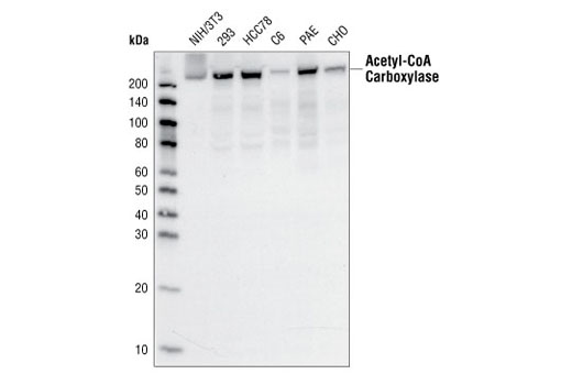  Image 5: Fatty Acid and Lipid Metabolism Antibody Sampler Kit