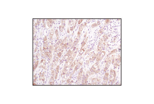 Immunohistochemistry Image 2: Acetyl-CoA Carboxylase (C83B10) Rabbit mAb