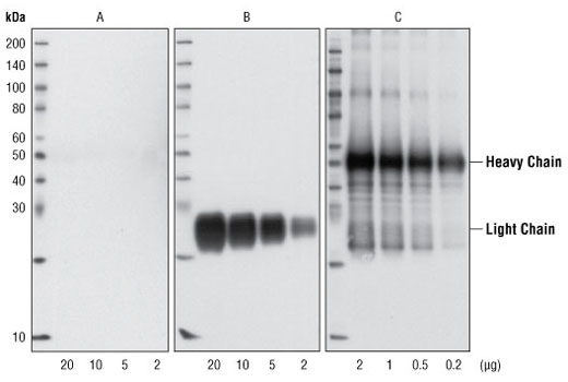 Mouse Anti rabbit IgG Light Chain Specific L57A3 MAb Cell 
