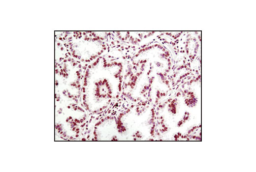 Immunohistochemistry Image 1: Histone H3 (96C10) Mouse mAb (IHC Formulated)