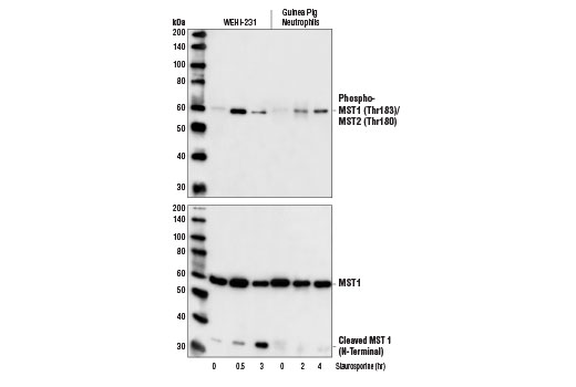 Western Blotting Image 1: Phospho-MST1 (Thr183)/MST2 (Thr180) Antibody