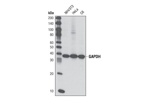 Western Blotting Image 1: GAPDH (14C10) Rabbit mAb (HRP Conjugate)