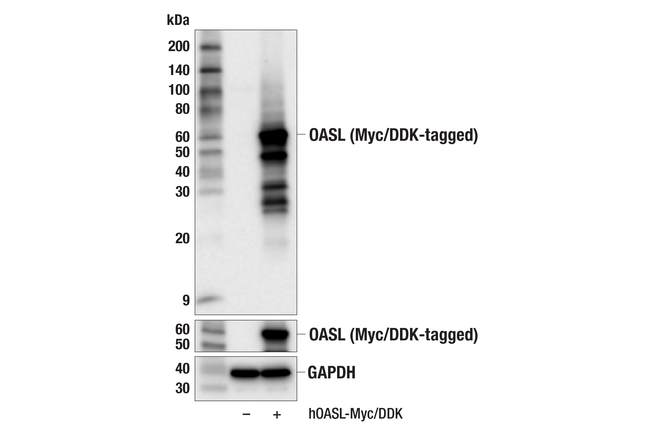  Image 6: OAS/RNase L Pathway Antibody Sampler Kit