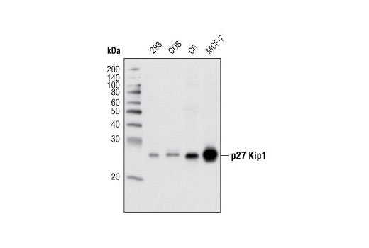  Image 17: Cell Cycle Regulation Antibody Sampler Kit