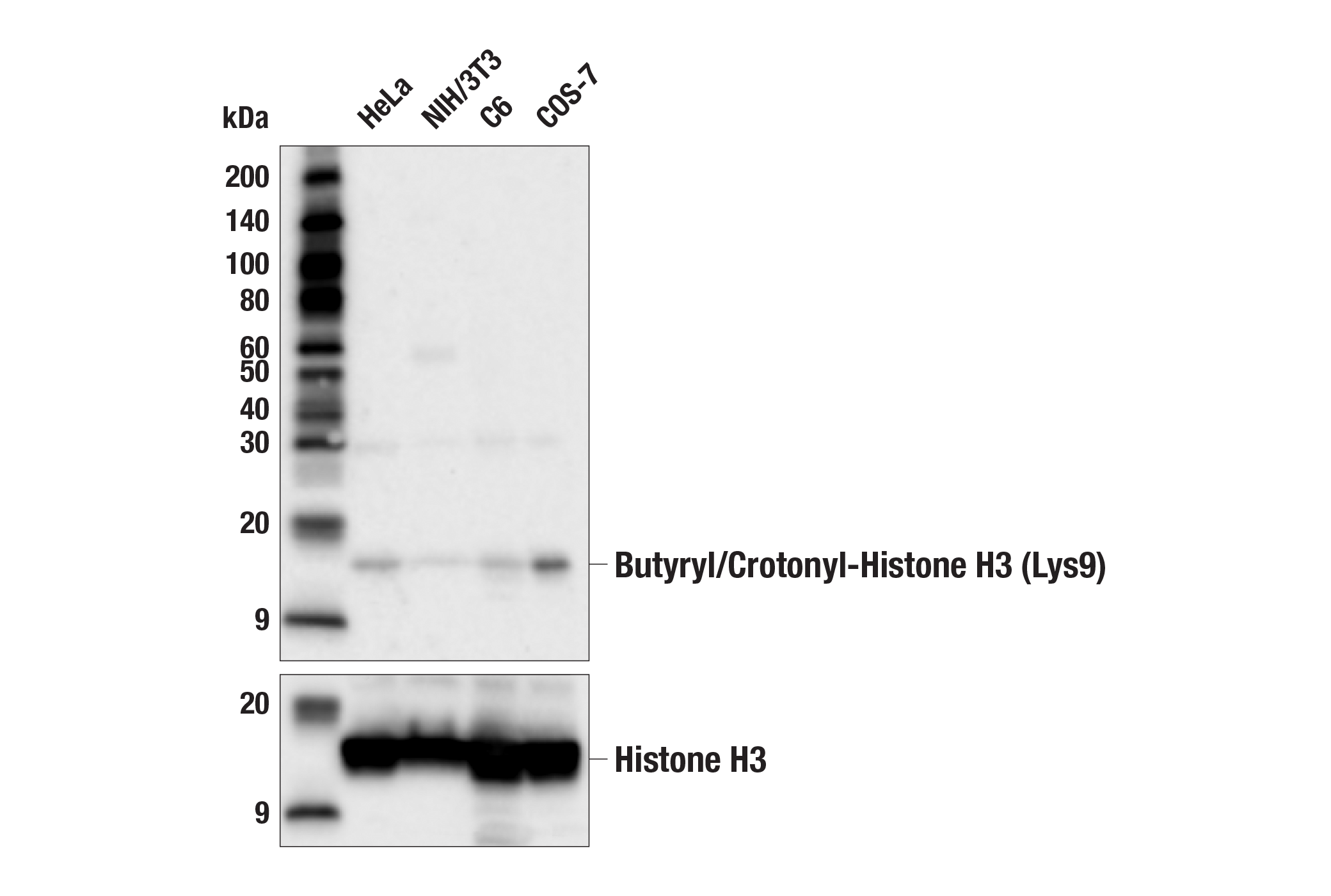 Western Blotting Image 1: Butyryl/Crotonyl-Histone H3 (Lys9) (E9N8C) Rabbit mAb