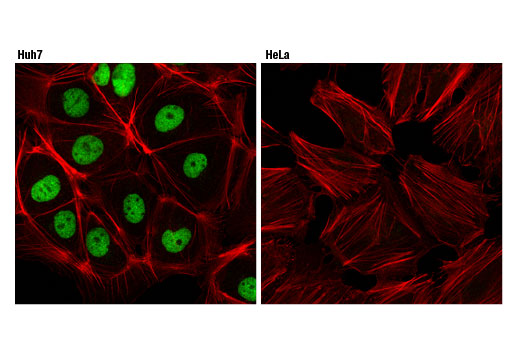 Immunofluorescence Image 1: GATA-4 (D3A3M) Rabbit mAb