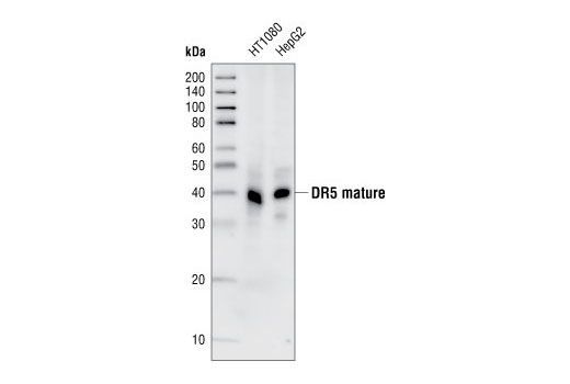 Western Blotting Image 2: DR5 Antibody