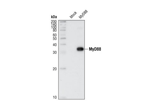 Western Blotting Image 1: MyD88 Antibody