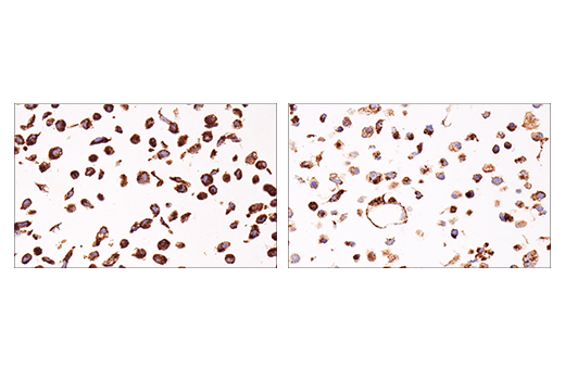 Immunohistochemistry Image 1: SHMT2 (E8O8J) Rabbit mAb (IHC Specific)