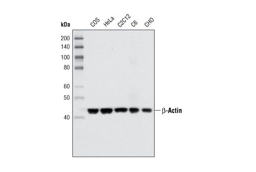 Western Blotting Image 1: β-Actin (8H10D10) Mouse mAb
