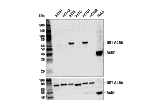 Western Blotting Image 2: β-Actin (8H10D10) Mouse mAb