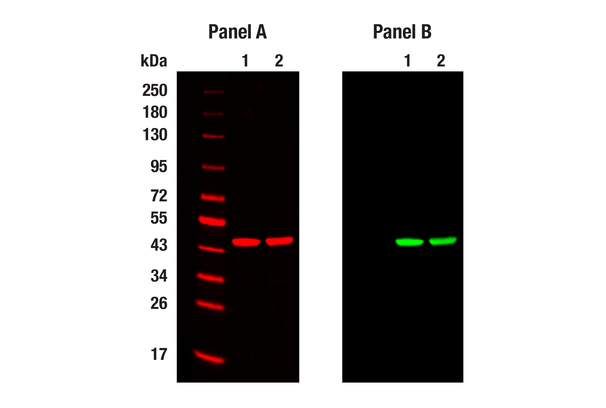 undefined Image 15: Loading Control Antibody Sampler Kit (Mouse)