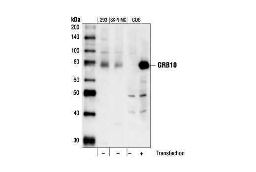 Western Blotting Image 1: GRB10 Antibody