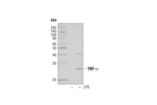 Western Blotting Image 1: TNF-α Antibody