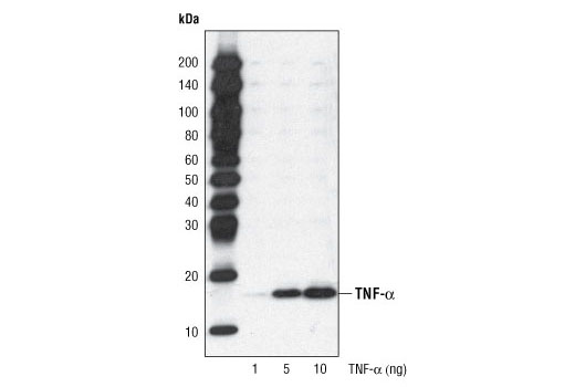 Western Blotting Image 2: TNF-α Antibody