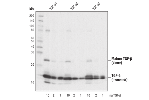 Western Blotting Image 2: TGF-β Antibody