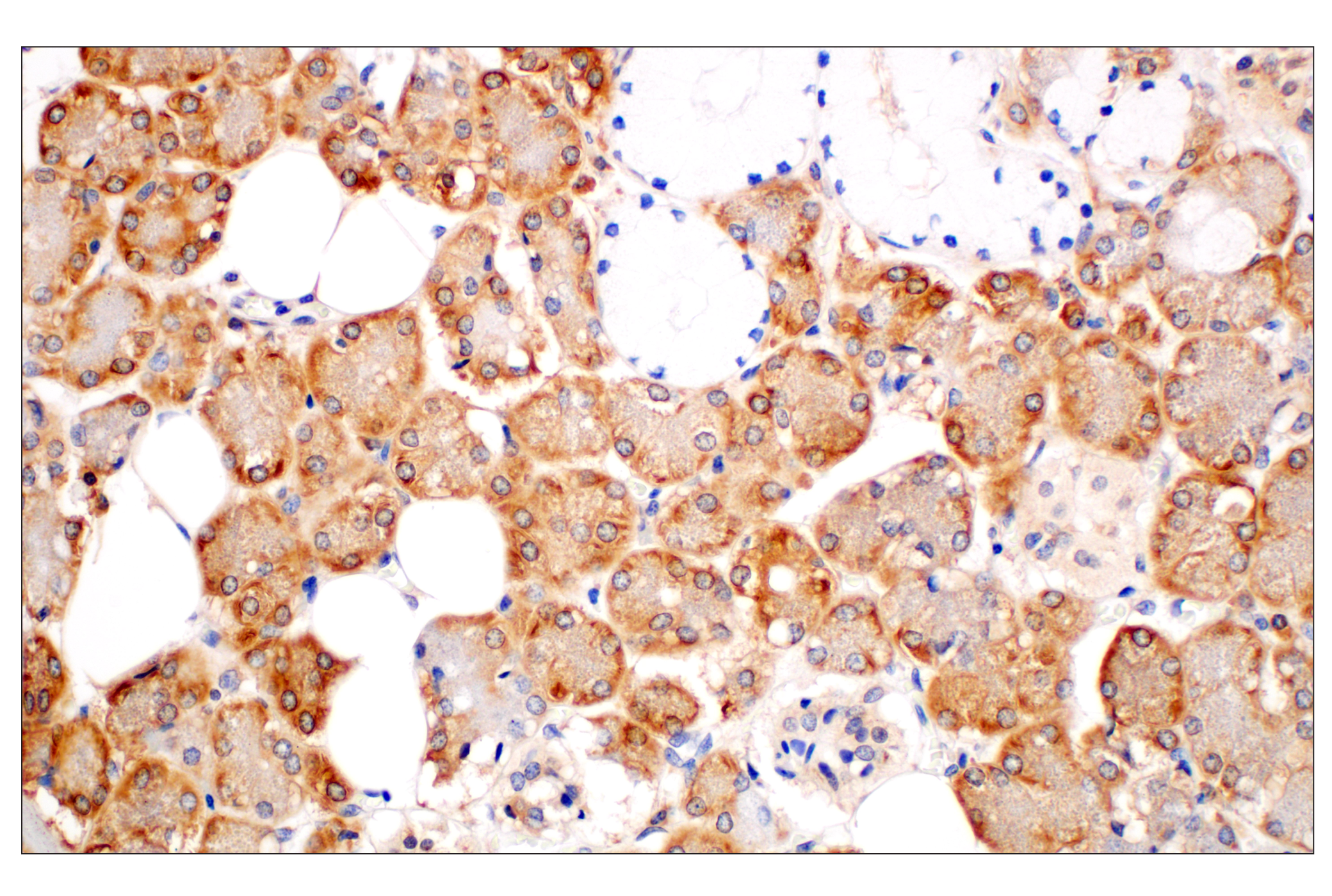 Immunohistochemistry Image 6: RACK1 (D59D5) Rabbit mAb (BSA and Azide Free)