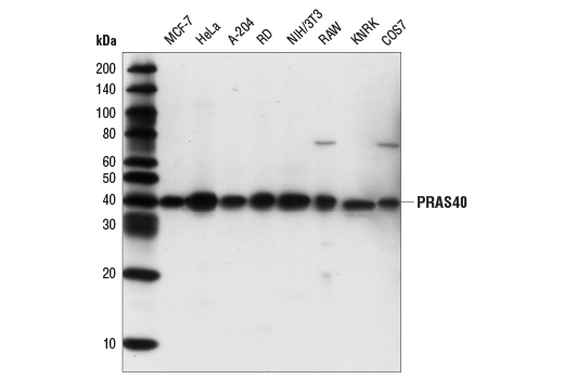 Western Blotting Image 1: PRAS40 (D23C7) XP® Rabbit mAb (BSA and Azide Free)