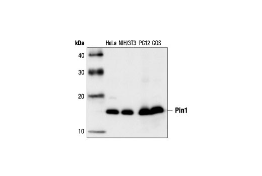 Western Blotting Image 1: Pin1 Antibody