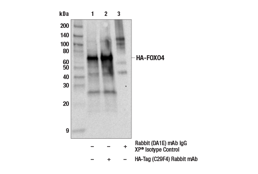  Image 24: Epitope Tag Antibody Sampler Kit