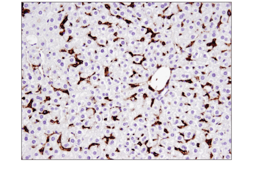 Immunohistochemistry Image 2: CD44 (E7K2Y) XP® Rabbit mAb