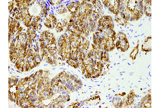  Image 31: Microglia LPS-Related Module Antibody Sampler Kit