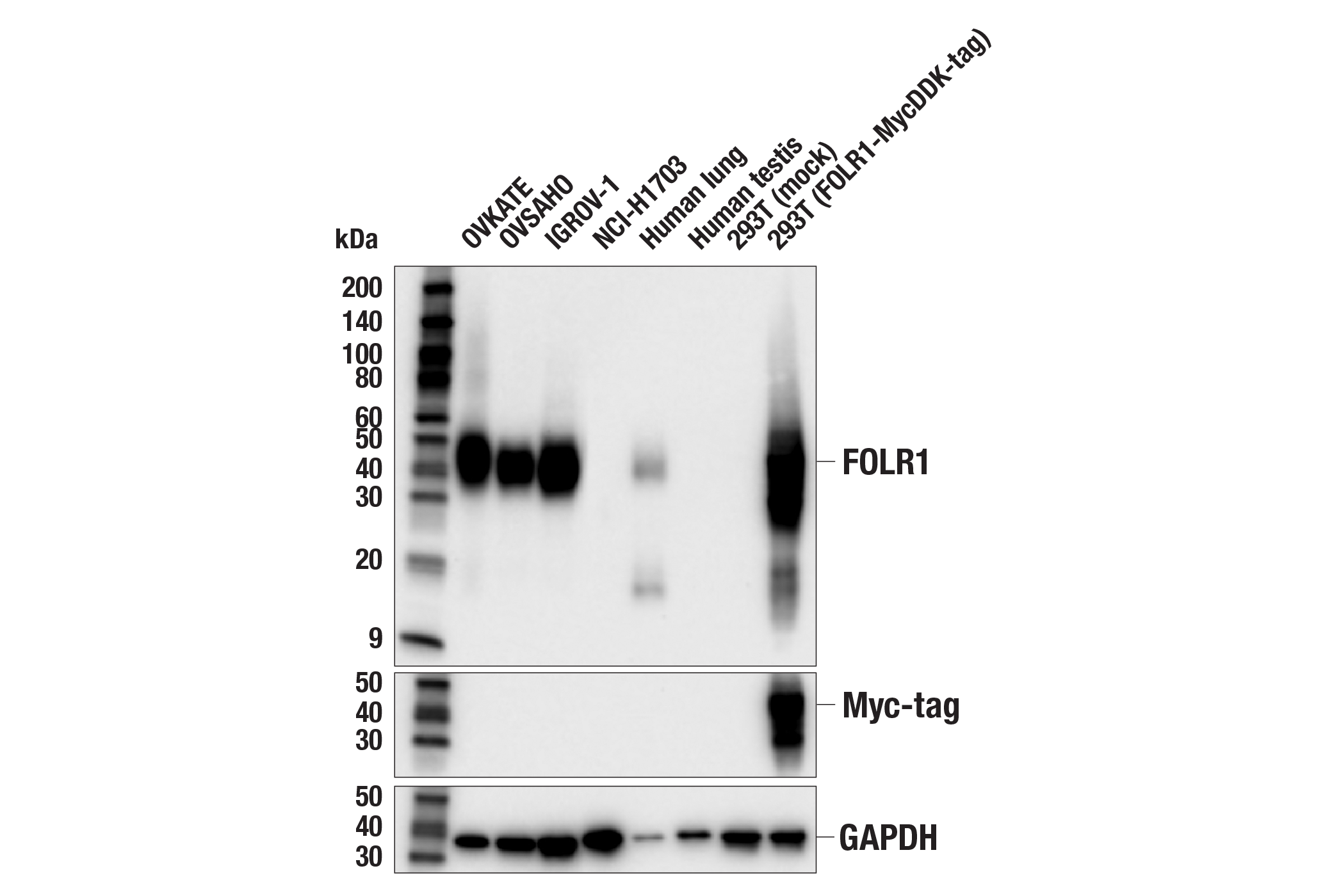 Western Blotting Image 1: Folate Receptor Alpha/FOLR1 (BN3.2) Mouse mAb