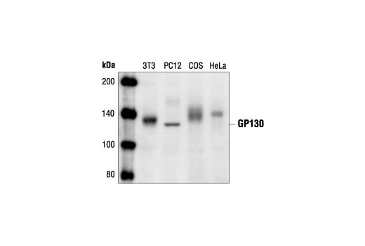 Western Blotting Image 1: GP130 Antibody