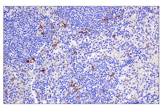 Immunohistochemistry Image 4: Cleaved Gasdermin D (Asp275) (E7H9G) Rabbit mAb (BSA and Azide Free)