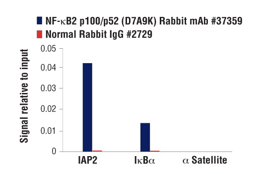  Image 24: NF-κB Family Antibody Sampler Kit II