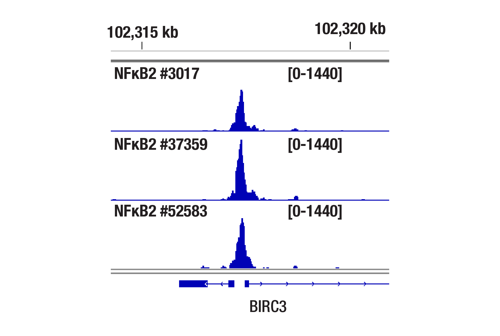 CUT and Tag Image 1: NF-κB2 p100/p52 (D7A9K) Rabbit mAb