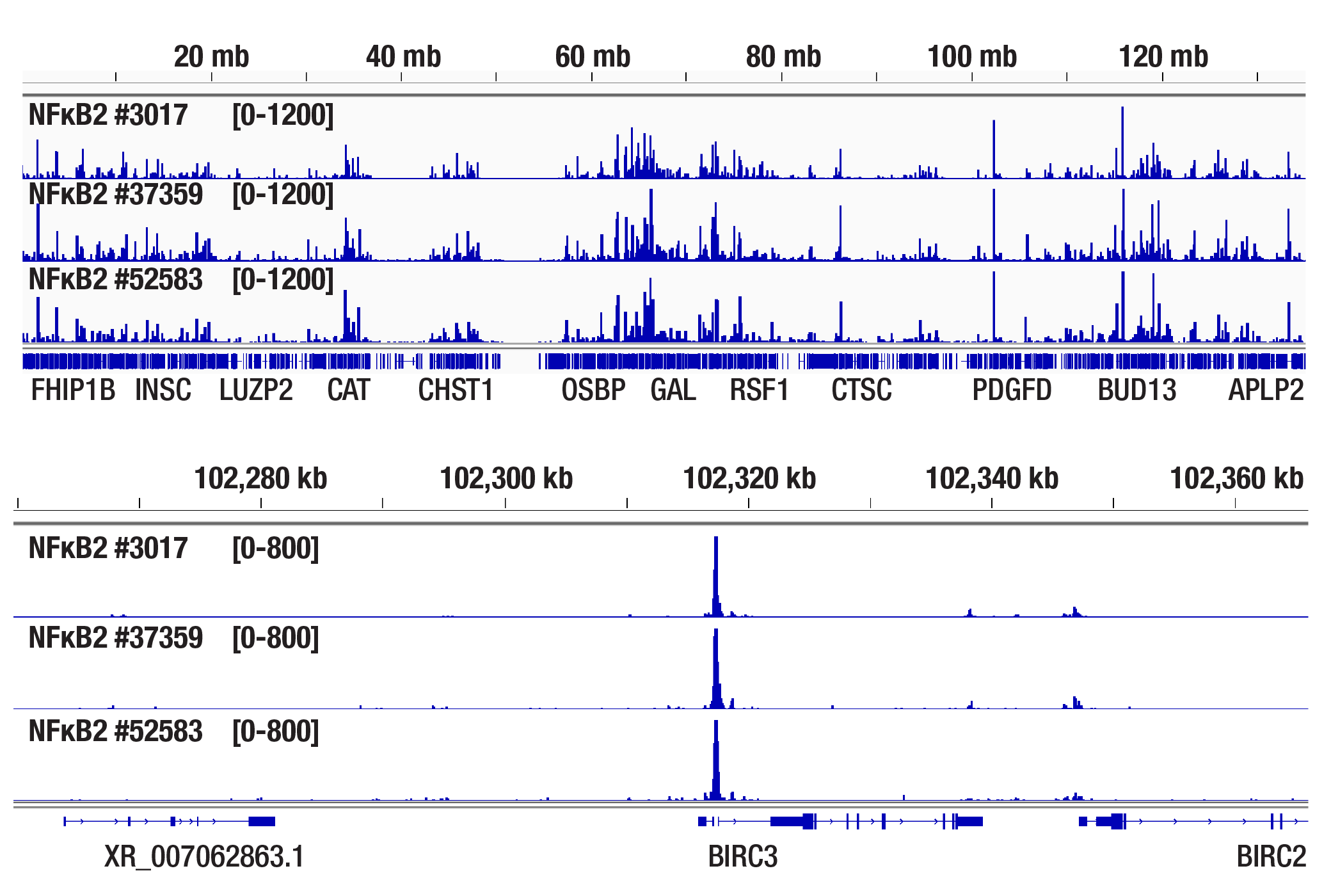 CUT and Tag Image 2: NF-κB2 p100/p52 (D7A9K) Rabbit mAb